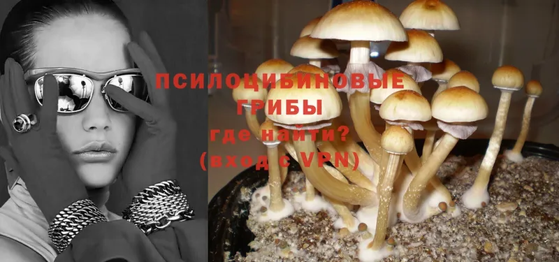 купить закладку  Магадан  Псилоцибиновые грибы Psilocybe 